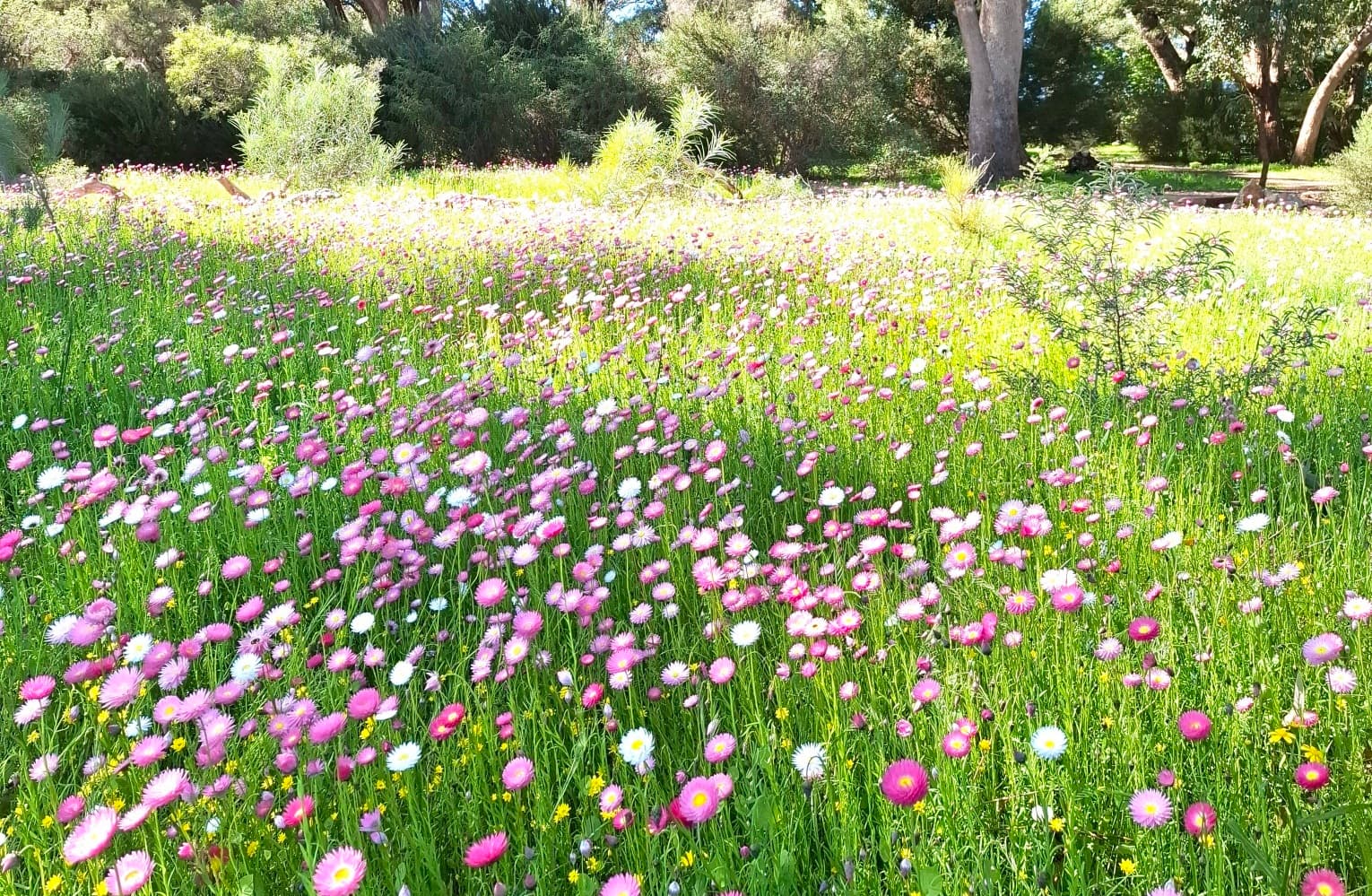 Compléments naturels