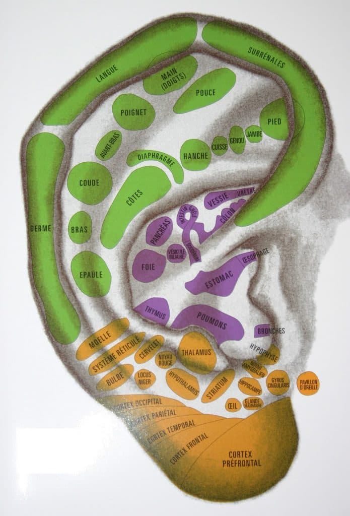 Oreille selon Nogier