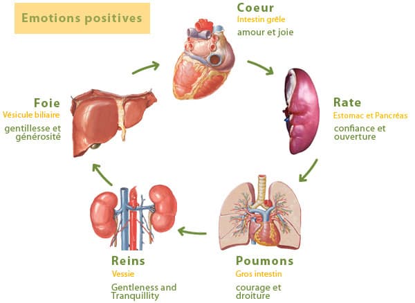 Organes et émotions positives