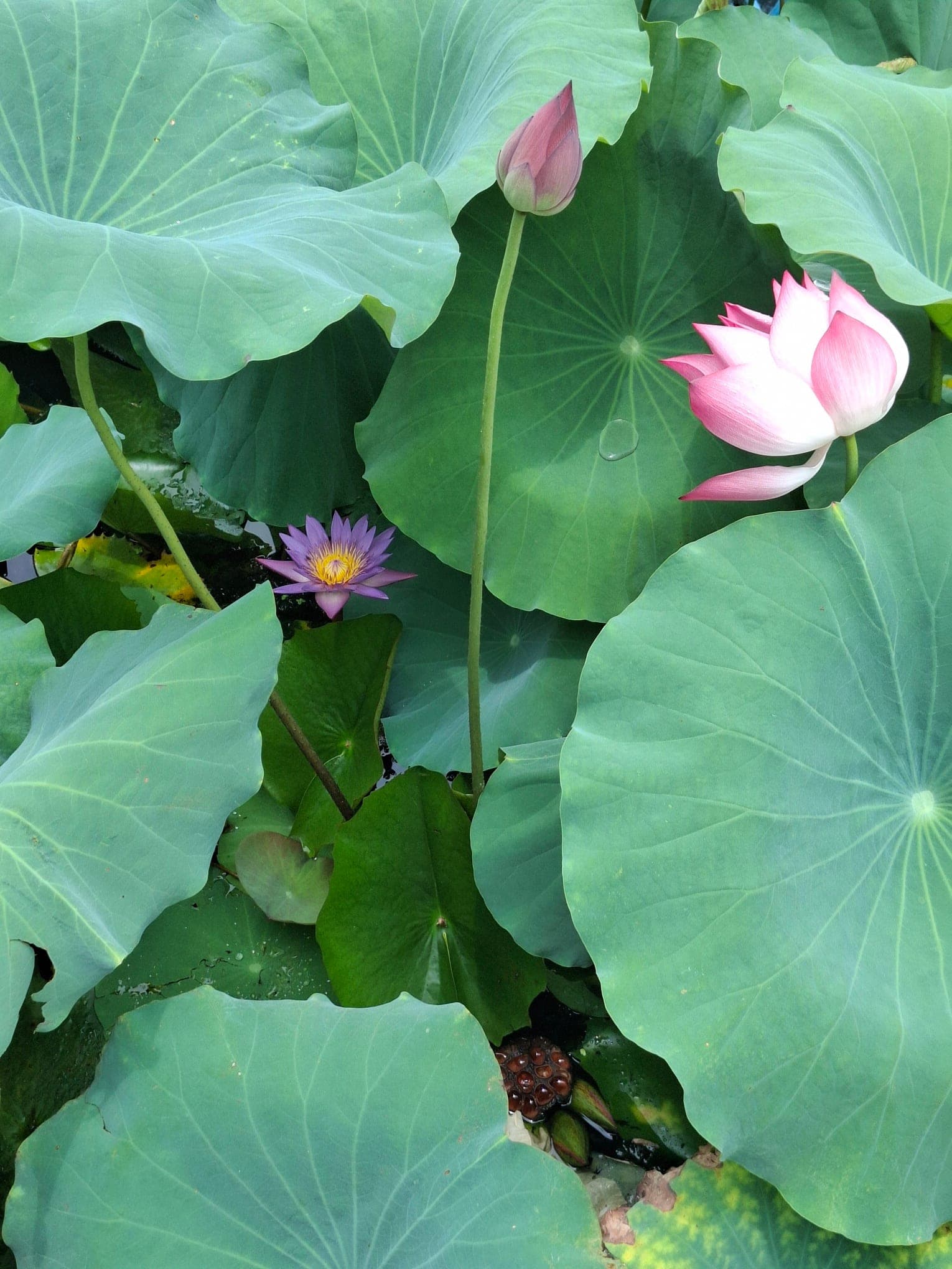 Hydrolats